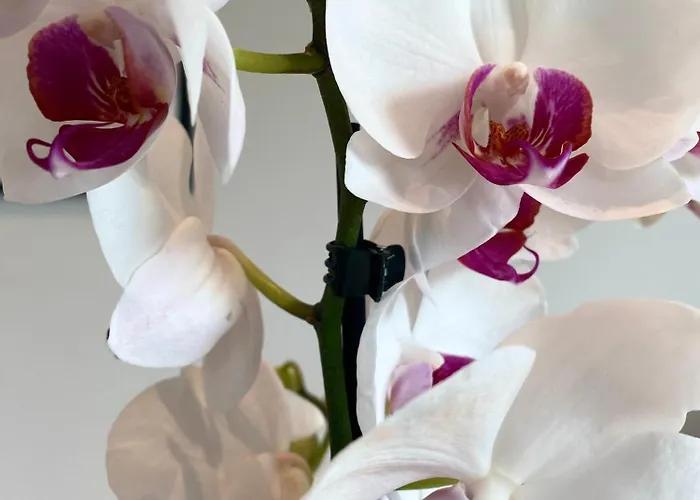 Penthouse - Zentral Und Genial *